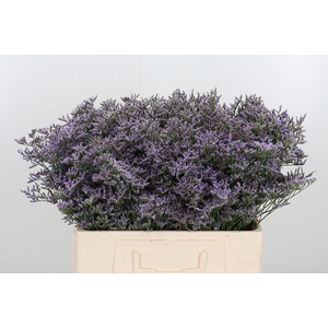 Lim Safora Dark Blue