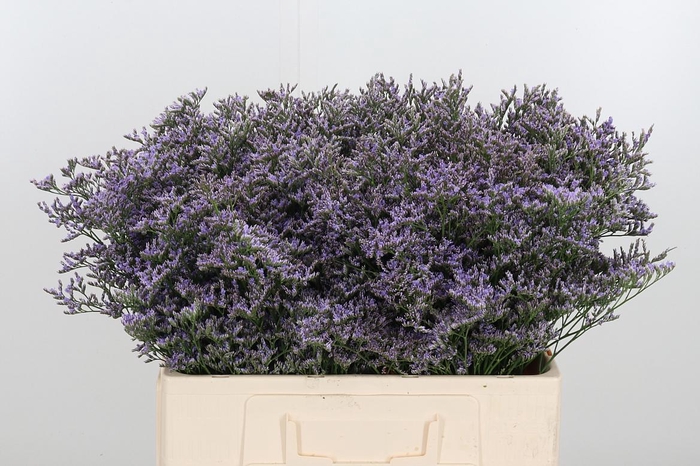 <h4>Lim Safora Dark Blue</h4>