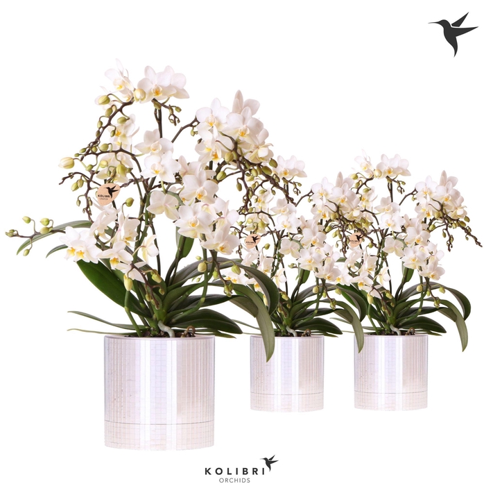 <h4>Kolibri Orchids Phalaenopsis Botanic 4 spike in Disco pot</h4>