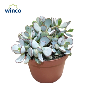 Adromischus Chocolyne