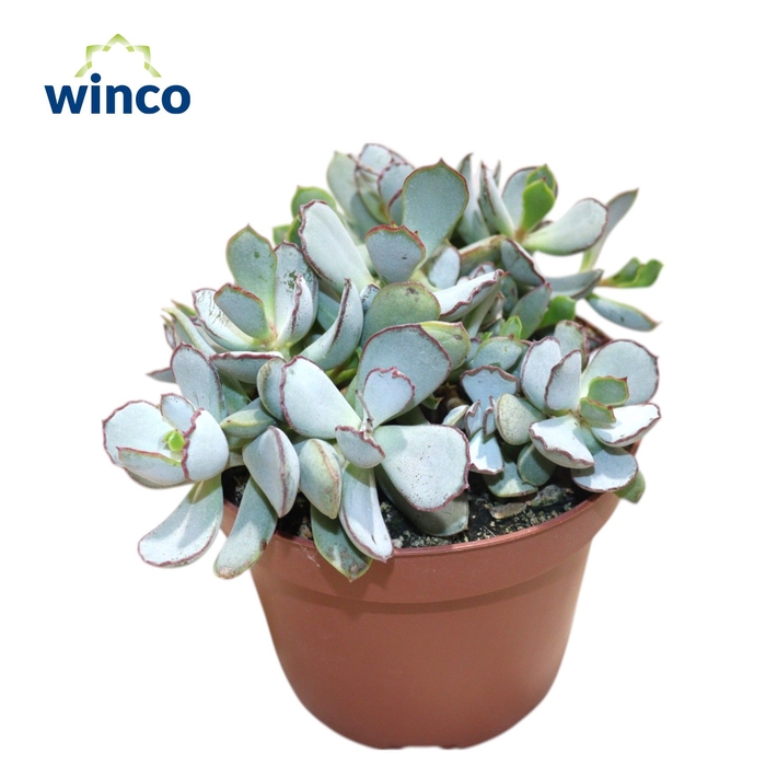 <h4>Adromischus Chocolyne</h4>