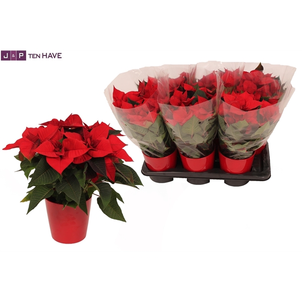 <h4>Poinsettia 14cm "Eve'' in Keramiek Bordeaux Rood</h4>