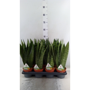 Sansevieria zeylanica