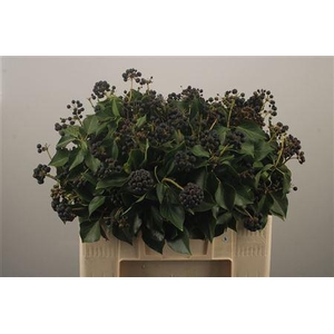 Hedera Extra Per Pak