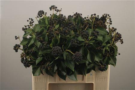 <h4>Hedera Extra Per Pak</h4>