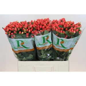 Hypericum Magical Royal Princess