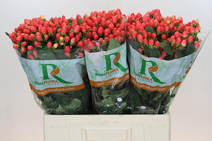 <h4>Hypericum Magical Royal Princess</h4>