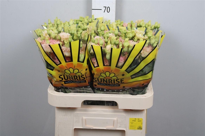 <h4>Eus G Alissa Champagne</h4>