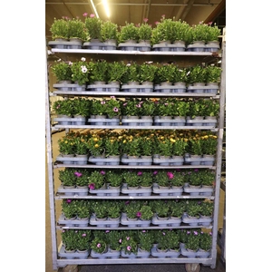 Osteo Mixk 1 Kleur Per Tray