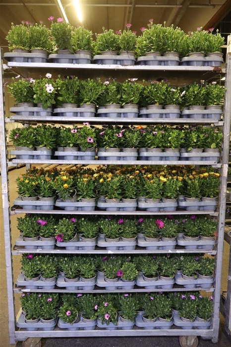 <h4>Osteo Mixk 1 Kleur Per Tray</h4>