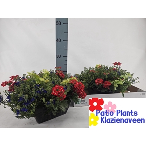 PERKPL GEM IN POT
