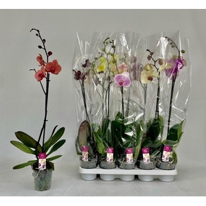 PHAL GEM