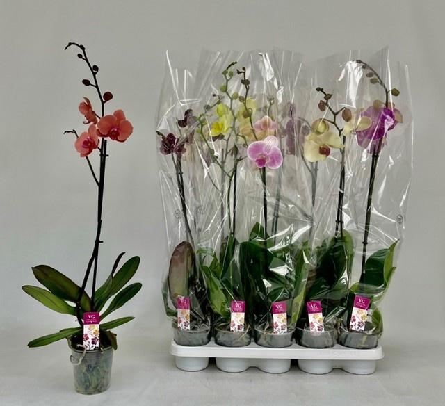 <h4>PHAL GEM</h4>