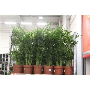 ** Chamaed Cataractarum 50 Pp ** Promo