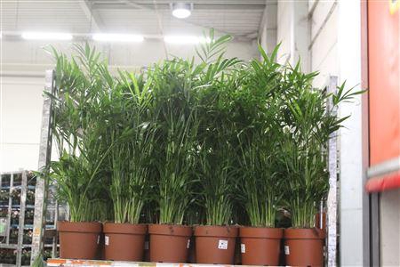 <h4>** Chamaed Cataractarum 50 Pp ** Promo</h4>