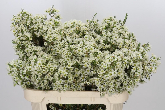 <h4>Chamelaucium Ivory Pearl</h4>