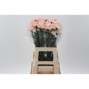 DI St CL Sakura Minami