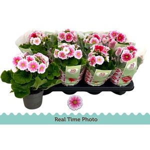 PRIM OB TM RED WHITE