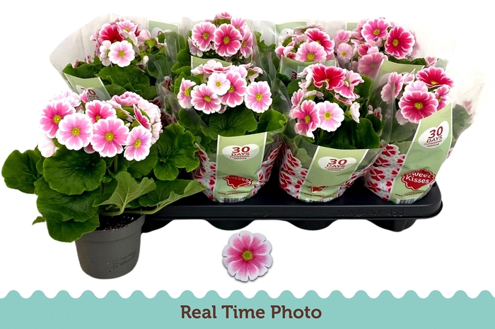 <h4>PRIM OB TM RED WHITE</h4>