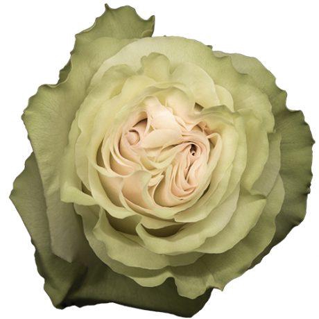 <h4>R Gr Dynamic White 50cm EC</h4>