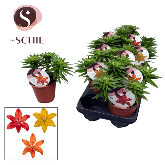 <h4>Lilium Asiatic Watch Me Grow Mix</h4>