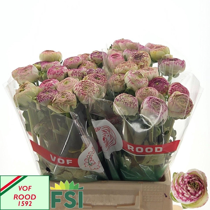 <h4>RAN AAZUR PI STRIPE</h4>