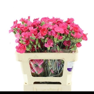 DI TR CERISE AMELIE