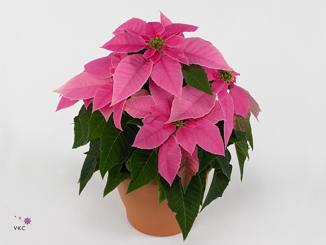 Euphorbia pulc. 'Princ Hot Pink'