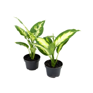 DIEFFENBACHIA VARIADO P11
