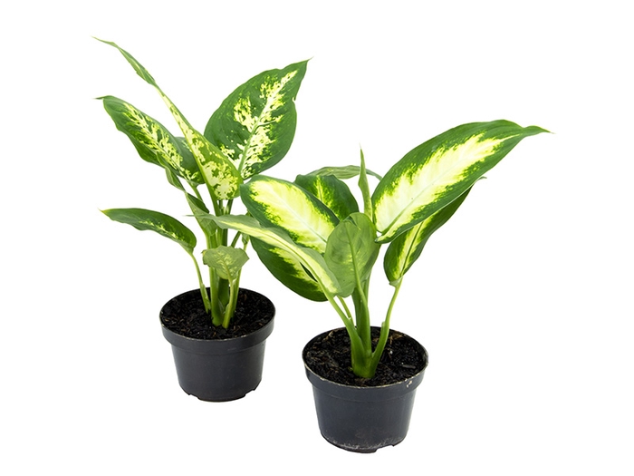 DIEFFENBACHIA VARIADO P11