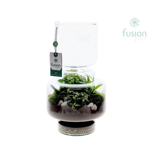 Green Bottle Lotte Large met arrangement