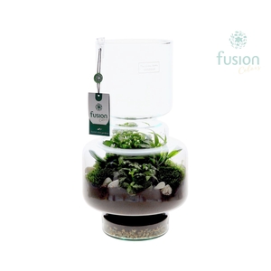 Green Bottle Lotte Large met arrangement