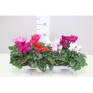 Cyclamen Super Allure Gemengd