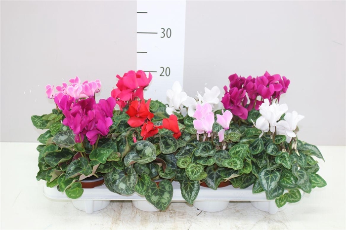 <h4>Cyclamen Super Allure Gemengd</h4>