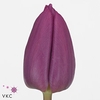 Tulipa si purple prince
