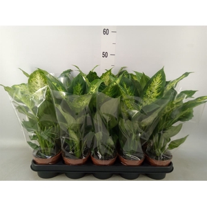 Dieffenbachia  'Compacta'