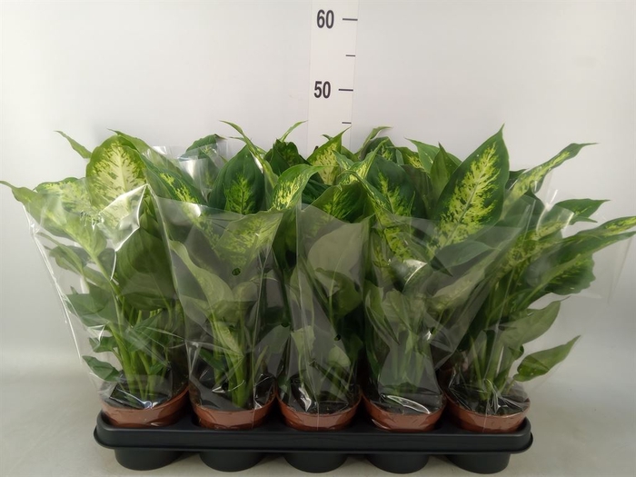 <h4>Dieffenbachia  'Compacta'</h4>