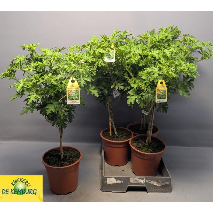 <h4>PEL GRAV LEMON TREE</h4>