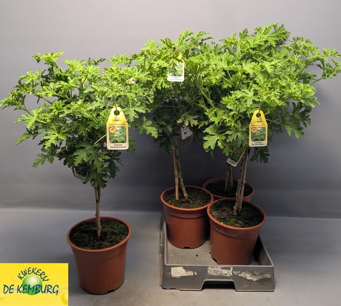 PEL GRAV LEMON TREE