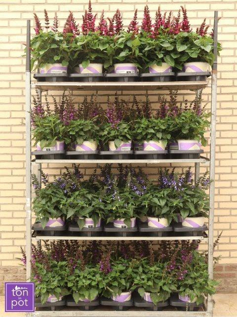 <h4>SALVIA SALGOON GEM</h4>