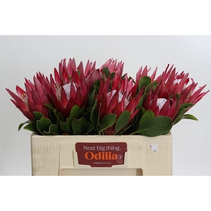 Protea Cynaroides Madiba
