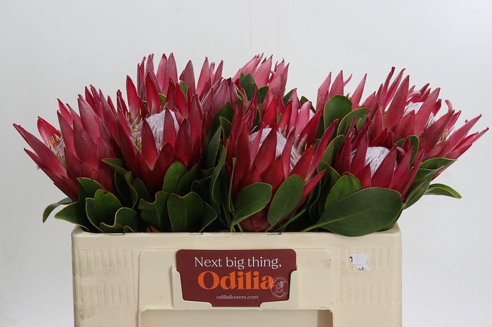 <h4>Protea Cynaroides Madiba</h4>