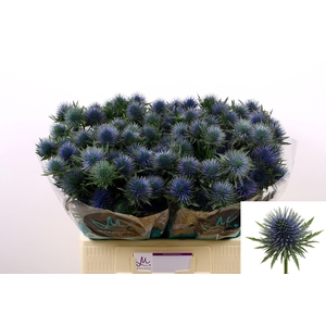 Eryngium Magnetar