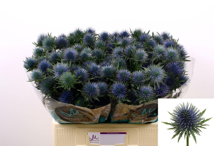 <h4>Eryngium Magnetar</h4>