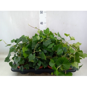 Hedera hibernica