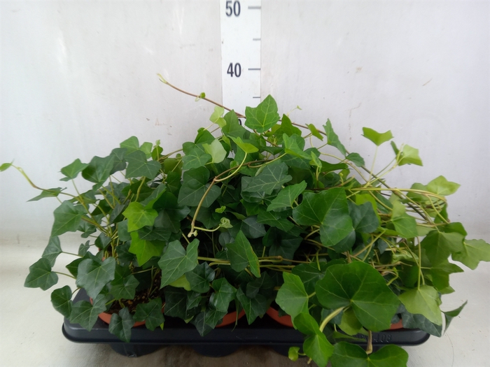<h4>Hedera hibernica</h4>