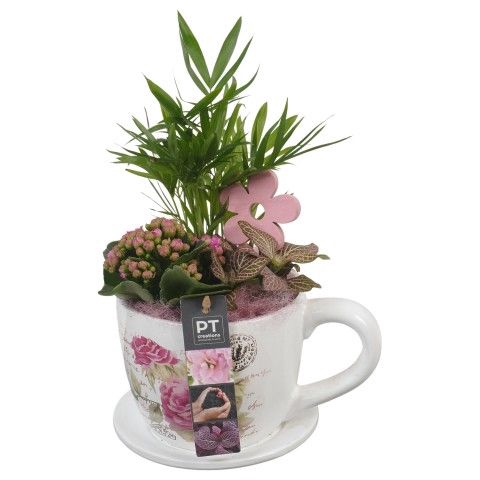 <h4>Opm Pt PTIB6342 Indoor Keramiek Pot</h4>