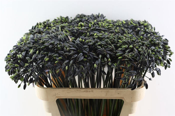 <h4>Agapanthus</h4>