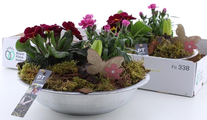 <h4>ARR PL IN SCHAAL</h4>