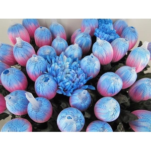 Chr G Antonov Bubblegum